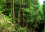 floresta3