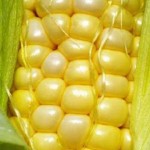 No Baixo Mondego produz-se milho geneticamente modificado respeitando as regras europeias