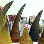 Irlandês suspeito de furto de chifres de rinoceronte detido pela PJ