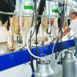 Consumo de leite em queda mas exportações aumentam