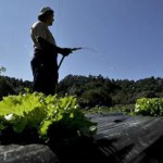 Hortinhas solidárias de Tondela promovem agricultura e ajudam instituições
