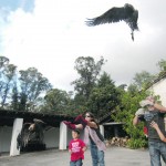 Cinquenta aves selvagens vão ser devolvidas à natureza em Gouveia