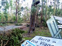 Figueira da Foz: 3500 árvores destruídas na serra da Boa Viagem