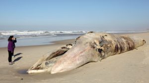 Baleia morta que deu à costa em Mira removida no máximo até amanhã de manhã