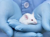 Covid-19: Biotecnológica com sede em Cantanhede inicia testes de vacina em ratinhos