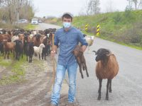 Jovem pastor guarda ovelhas sob viaduto da A1