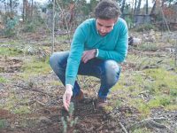 Oliveira do Hospital: Centro de Inovação BLC3 cria pinheiros resistentes à seca