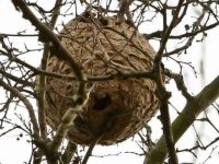Coimbra destruiu 2.614 ninhos de vespa asiática desde 2018