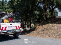 Proteção Civil de Tábua limpou quatro hectares de terrenos florestais municipais