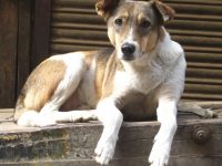 Câmara de Coimbra pede alteração de lei para poder esterilizar cães da rua